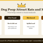 Infographic: what attracts rats and mice to backyards, including dog poop - Monarch K-9, Omaha NE.