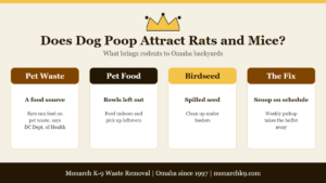 Does Dog Poop Attract Rats and Mice?