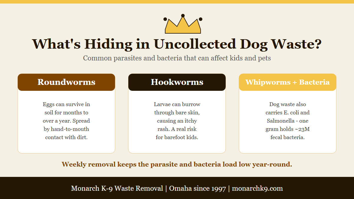 Infographic: common dog-waste parasites and health risks for kids and pets in Omaha.